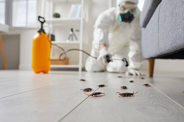 Affordable Termite Control solutions in Murphys, CA